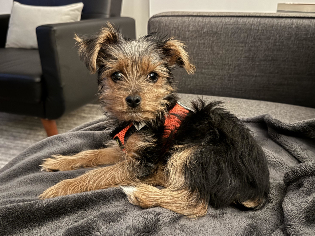 Henry Kamichoff: images/perc89dfsf78h.jpg